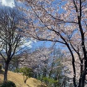 父のお墓参りの画像