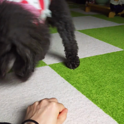 HAPPYのおもちゃ大人買いで…の記事動画