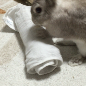 暑さ対策がいいおもちゃに！の画像