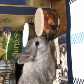 盗み食いするうさぎの画像