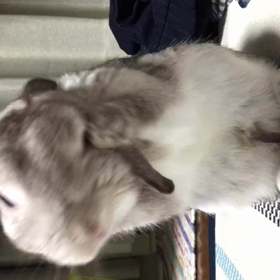 キレイキレイの画像