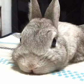 ぐうたらのはじめちゃんの画像