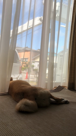 吠えない柴犬の記事動画