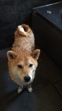寒い朝は犬も起きたくないの記事動画