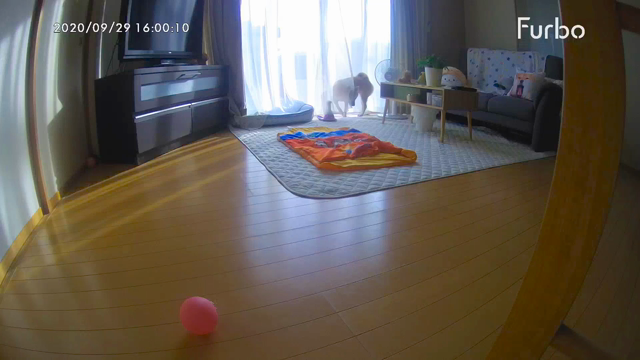 ファーボが好きだから教えたいの記事動画