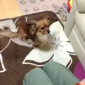心開かないマロン（笑）の画像