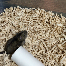 ちびはむちゃんもの画像