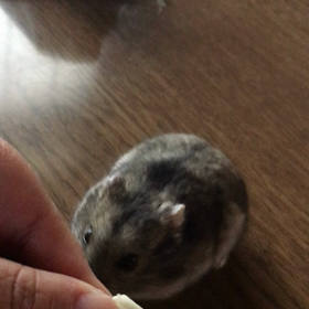 ちびはむちゃんの画像