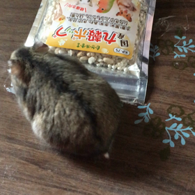 久々のちびの画像