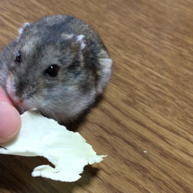 ちびはむちゃんの画像