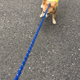散歩に行って、、の画像