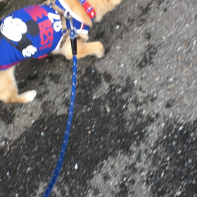 吠えるの画像