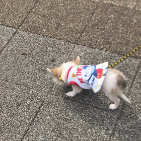 朝のお散歩の画像