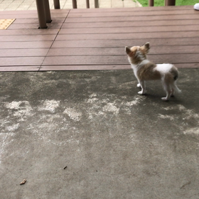 すこーし歩いた(ゝ◡∂｀)☆の画像