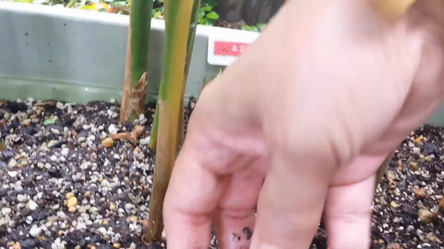 ミョウガの収穫（動画付き）の記事動画