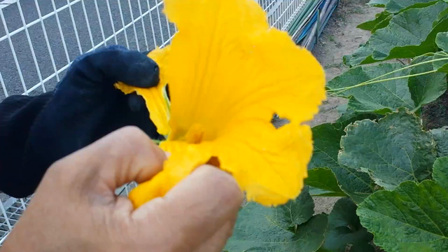 立体栽培のカボチャの成長変化と人工授粉の記事動画