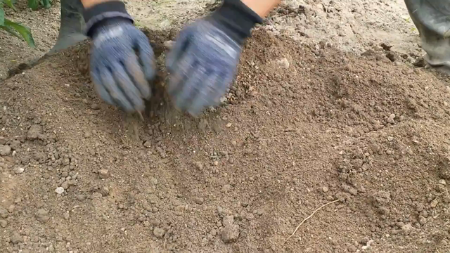 じゃがいも収穫（動画付き）の記事動画
