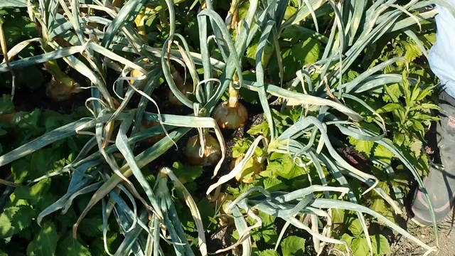 今年もべと病から逃げきった晩生玉ねぎ収穫（動画付き）の記事動画