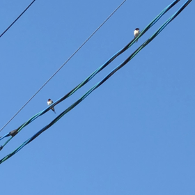 玄鳥至の画像