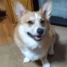 いやいや期突入の画像