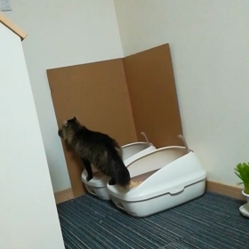 ダンボールの画像