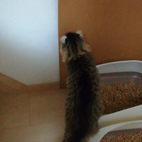 トイレの後は•••の画像