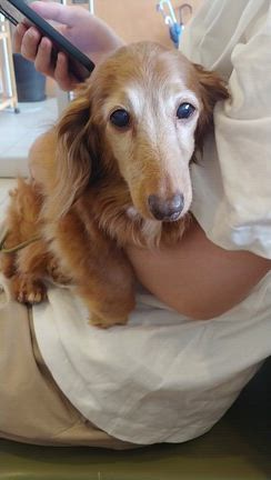 愛犬カールちゃん、肝臓に腫瘍が見つかりました。の記事動画