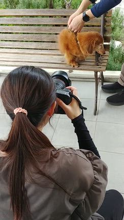 愛犬カールちゃん、肝臓に腫瘍が見つかりました。の記事動画
