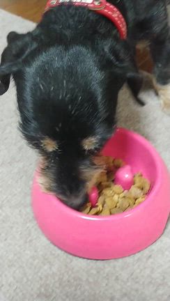 愛犬がいてくれて本当に幸せです。の記事動画