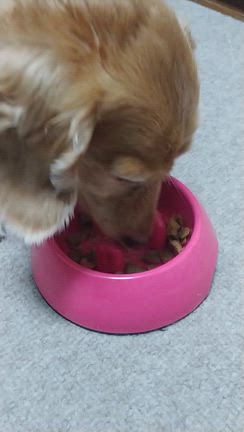愛犬がいてくれて本当に幸せです。の記事動画