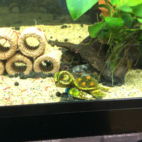 お魚達のご飯事情の画像