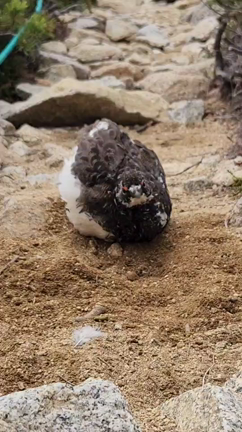 砂浴びしてる雷鳥君に出逢いました❤️の記事動画