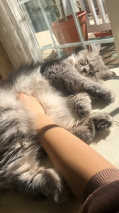 ねこブログの記事動画