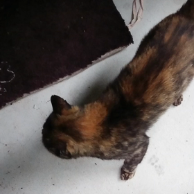 おねだりの画像