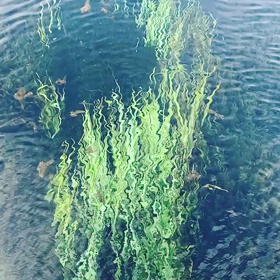 本日のアートフェスティバルの画像