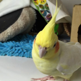 マシュマロ君 、別宅へ帰る   の巻！の画像