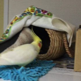 お昼寝の画像