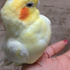 適当〜な羽繕いの画像