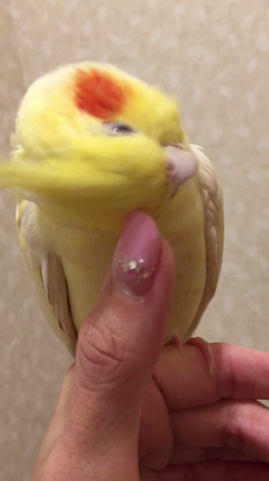 カキカキの記事動画