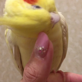 カキカキの画像