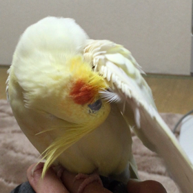 ハミハミ→ポー→はっ⁈の画像