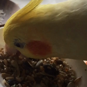 オカメインコの舌の画像