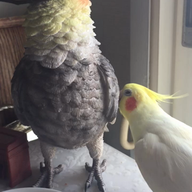 こんな使い方⁈の画像