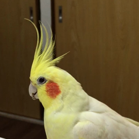 ぴーたろう先輩の画像