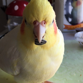 ひまわりのチュッチュ♡の画像