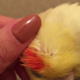 猫みたいの画像