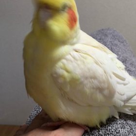 クルンクルン♩  からの〜 ワシャワシャ！の画像