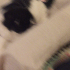 猫さん  12歳になりました。の画像