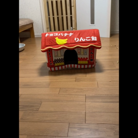 うりぼー主役に見せかけての画像