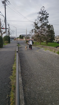 桜とワカメの記事動画
